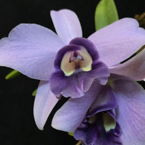 Meet your Posher, Dorothy